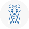 Dunfermline Wasp Nest Removal